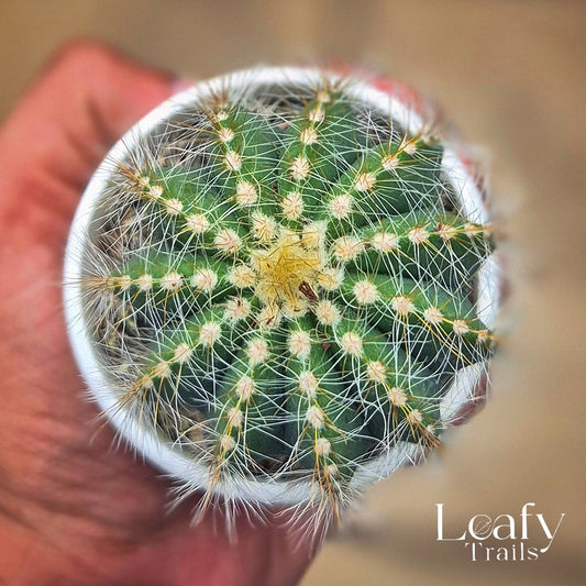 Golden Ball Cactus