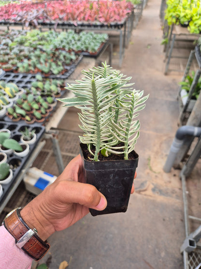 Pidilanthus Verigated