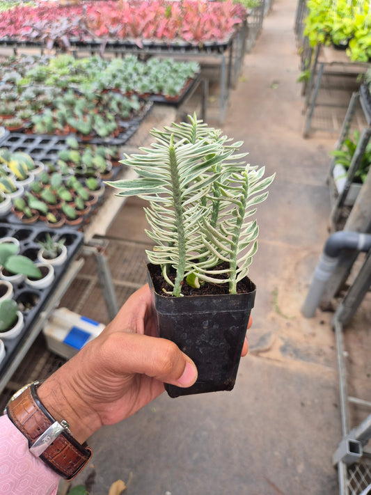 Pidilanthus Verigated