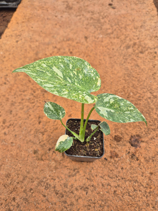 Monstera Thai Constellation