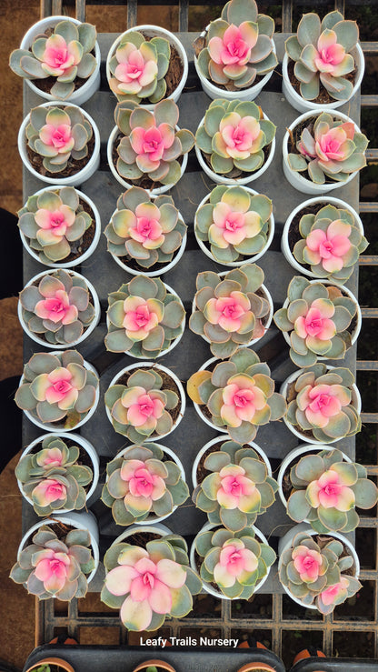 Rainbow Echeveria