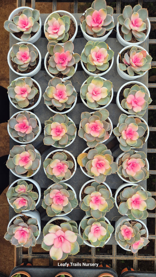 Rainbow Echeveria