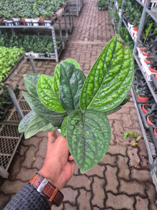 Monstera Peru