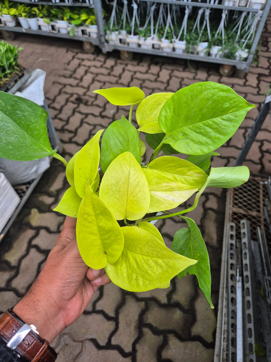 Neon Money Plant