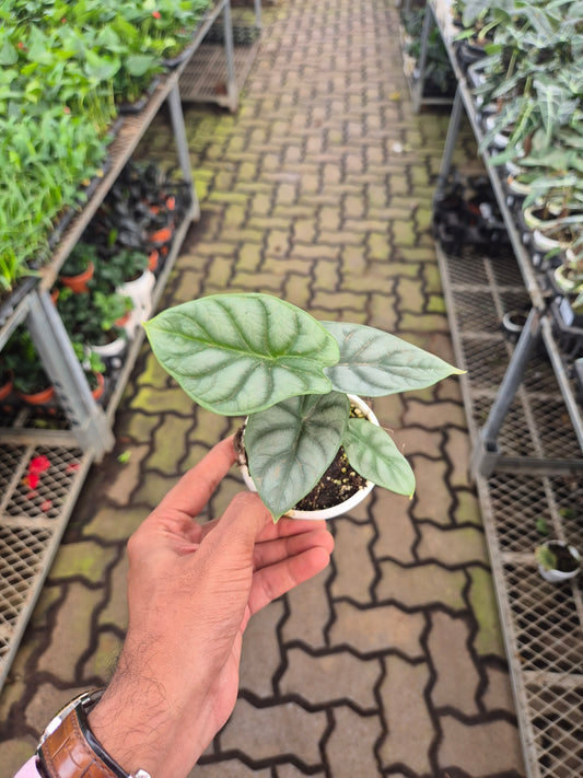Alocasia SILVER DRAGON